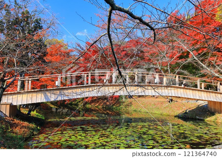 [京都府] 晴天大覺寺大澤池的紅葉 121364740