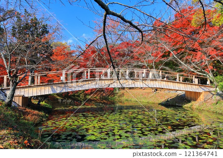 [京都府] 晴天大覺寺大澤池的紅葉 121364741