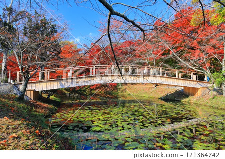 [京都府] 晴天大覺寺大澤池的紅葉 121364742