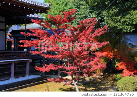 [京都府] 晴天大覺寺的紅葉 121364750