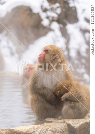 A mother and child Japanese macaque living in Jigokudani [Jigokudani Monkey Park, Nagano Prefecture] 121365024