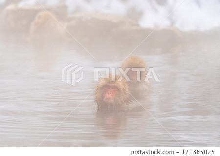 Japanese macaques bathing in hot springs [Jigokudani Monkey Park, Nagano Prefecture] 121365025