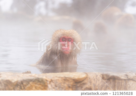 Japanese macaques bathing in hot springs [Jigokudani Monkey Park, Nagano Prefecture] 121365028