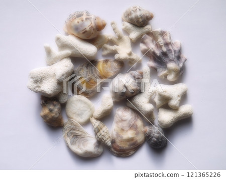 Collection of shells Collection of shells 121365226