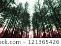 神秘的雪松林 121365426