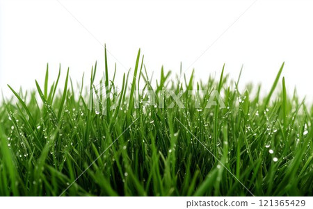 清晨的露珠閃閃發光的草原 121365429