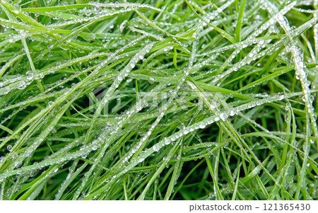 草與水滴 121365430