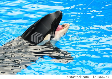 名古屋港水族館的虎鯨 121366237