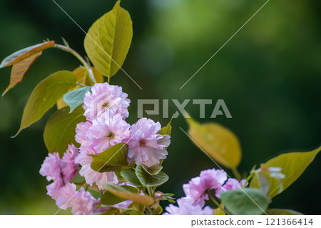 Kenorido Kikuzakura blooming in the shade 121366414