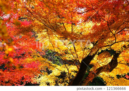 水澤紅葉谷的秋葉 121366666