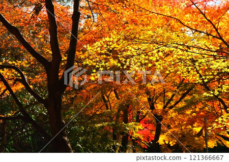 水澤紅葉谷的秋葉 121366667