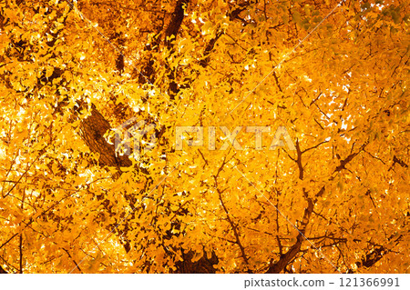 [Ginkgo] Ginkgo trees that shine golden in autumn [Autumn leaves] 121366991