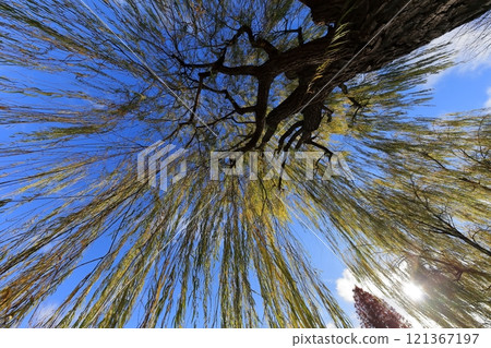 Willow tree 121367197