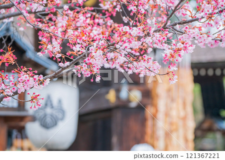 Photographing Toyokuni Shrine in spring, which enshrines Toyotomi Hideyoshi in Higashiyama Ward, Kyoto City Photographing Toyokuni Shrine in spring, which enshrines Toyotomi Hideyoshi in Higashiyama Ward, Kyoto City 121367221