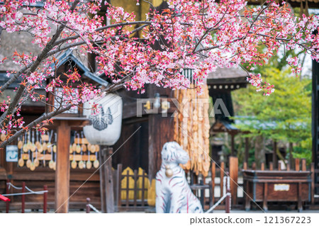 Photographing Toyokuni Shrine in spring, which enshrines Toyotomi Hideyoshi in Higashiyama Ward, Kyoto City Photographing Toyokuni Shrine in spring, which enshrines Toyotomi Hideyoshi in Higashiyama Ward, Kyoto City 121367223