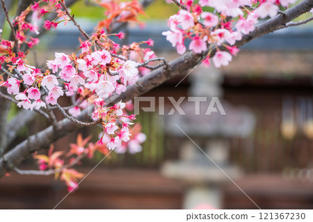 Photographing Toyokuni Shrine in spring, which enshrines Toyotomi Hideyoshi in Higashiyama Ward, Kyoto City Photographing Toyokuni Shrine in spring, which enshrines Toyotomi Hideyoshi in Higashiyama Ward, Kyoto City 121367230