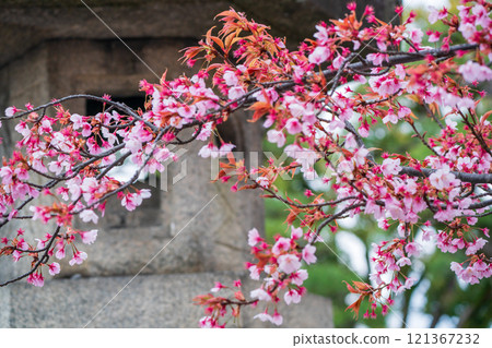Photographing Toyokuni Shrine in spring, which enshrines Toyotomi Hideyoshi in Higashiyama Ward, Kyoto City Photographing Toyokuni Shrine in spring, which enshrines Toyotomi Hideyoshi in Higashiyama Ward, Kyoto City 121367232
