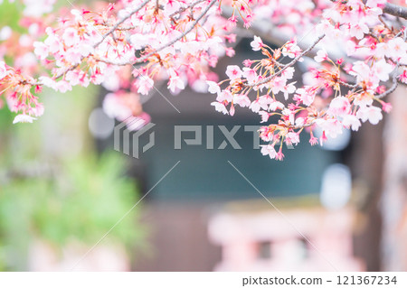 Photographing Toyokuni Shrine in spring, which enshrines Toyotomi Hideyoshi in Higashiyama Ward, Kyoto City Photographing Toyokuni Shrine in spring, which enshrines Toyotomi Hideyoshi in Higashiyama Ward, Kyoto City 121367234