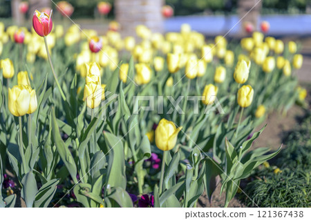 Yellow tulips Ice tulips Winter December [Kanagawa Prefecture] 121367438