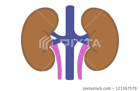 象徵腎臟的圖標，內部健康和功能的簡單表示 121367579