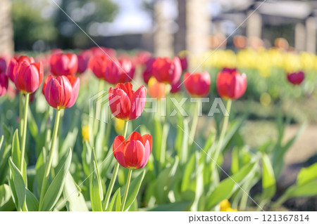 Red tulips Ice tulips Winter December [Kanagawa Prefecture] 121367814