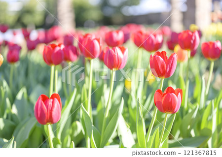 Red tulips Ice tulips Winter December [Kanagawa Prefecture] 121367815