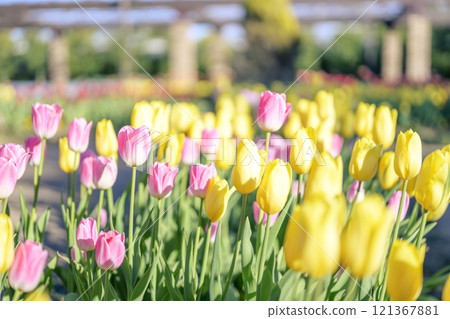 粉紅色和黃色的鬱金香田冰鬱金香冬季12月[神奈川縣] 121367881