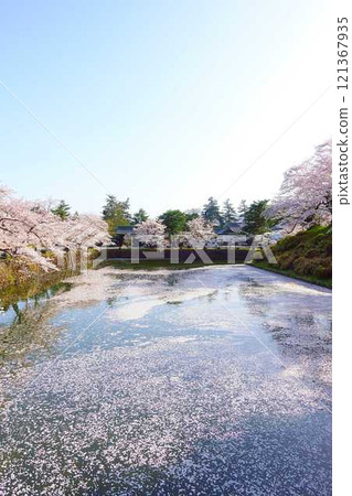 Cherry blossoms in full bloom, Hanaikada, Matsugasaki Park, Sakura, Yoshino cherry blossoms 121367935
