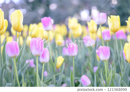 Pink and yellow tulip fields Ice tulips Winter December [Kanagawa Prefecture] 121368099