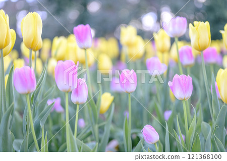 Pink and yellow tulip fields Ice tulips Winter December [Kanagawa Prefecture] 121368100