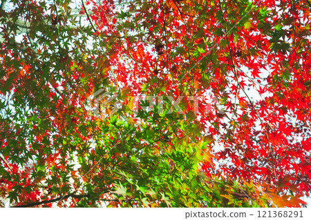 [楓葉] 色彩繽紛的楓葉，在秋天閃閃發亮[秋葉] 121368291
