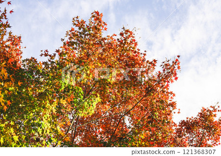 [Maple] Colorful maples shining brilliantly in autumn [Autumn leaves] 121368307