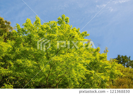"Image material of fresh greenery" Beautiful fresh green maple trees "Image material of fresh greenery" Beautiful fresh green maple trees 121368830
