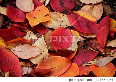 落葉的風景 121368963