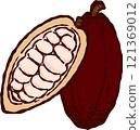 Hand drawn cacao and cross section 121369012