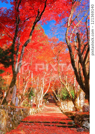 [滋賀縣]晴天慶石寺參道上的紅葉（石堂寺） 121369140