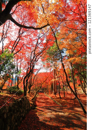 [滋賀縣]晴天慶石寺參道上的紅葉（石堂寺） 121369147