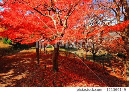 [Shiga Prefecture] Autumn leaves on the approach to Keisokuji Temple on a clear day (Ishido-ji Temple) 121369149