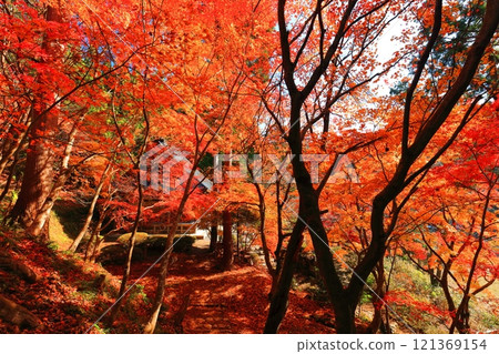 [滋賀縣]晴天時的石道寺秋葉（慶石寺） 121369154