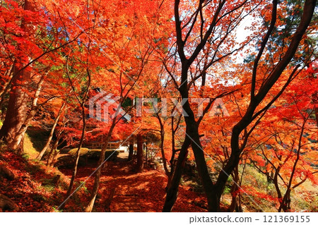 [Shiga Prefecture] Autumn leaves on the approach to Ishido-ji Temple on a clear day (Keisoku-ji Temple) 121369155