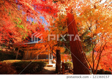 [滋賀縣]晴天時的石道寺秋葉（慶石寺） 121369157