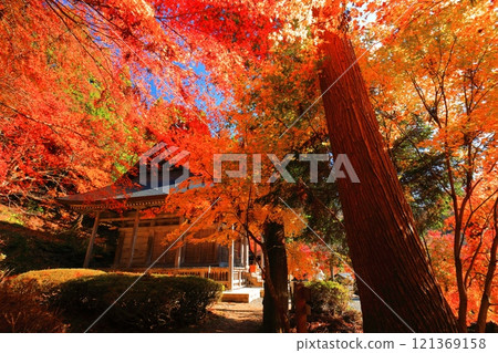 [滋賀縣]晴天時的石道寺秋葉（慶石寺） 121369158