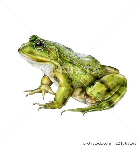 Hand-painted realistic green frog side view illustration in vintage style on a white background. Ideal for nature designs, wildlife themes, wildlife decor, kids projects and botanical art 121369165