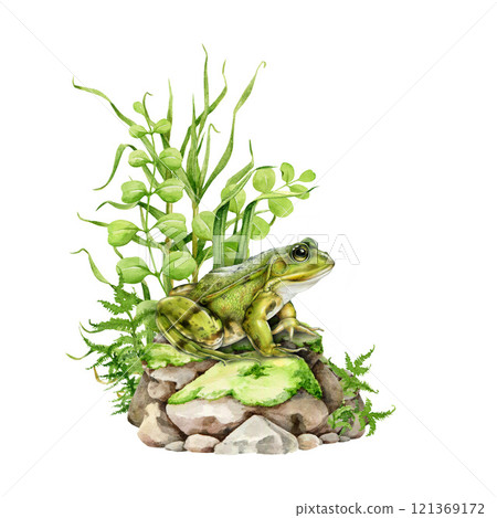 Green frog on a mossy stone with river plants background. Side view frog illustration in vintage style. Wildlife forest nature scene. Ideal for nature designs, wildlife themed element Green frog on a mossy stone with river plants background. Side view frog illustration in vintage style. Wildlife forest nature scene. Ideal for nature designs, wildlife themed element 121369172