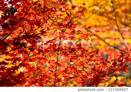 Red maple leaves and shining light Red maple leaves and shining light 121369407