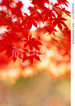 紅色的楓葉和閃亮的燈光 紅色的楓葉和閃亮的燈光 121369409