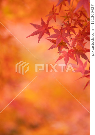 Red maple leaves and shining light Red maple leaves and shining light 121369427