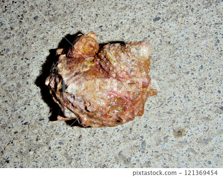 Turban shells from Sado 121369454