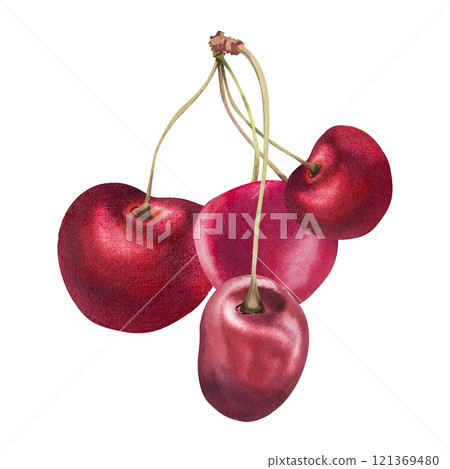 Sweet sour red cherry berries on stems, hand drawn in watercolor, scattered ripe cerise drupes. Illustration composition isolated on white. For restaurant, cafe dessert menu, wedding, farmers market 121369480
