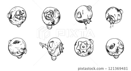 Blueberry blackberry with drops hand drawn in ink vector, forest berry bilberry huckleberry blackthorn sloe fruit. Botanical isolated elements set illustration. Restaurant, cafe menu, farmers market Blueberry blackberry with drops hand drawn in ink vector, forest berry bilberry huckleberry blackthorn sloe fruit. Botanical isolated elements set illustration. Restaurant, cafe menu, farmers market 121369481
